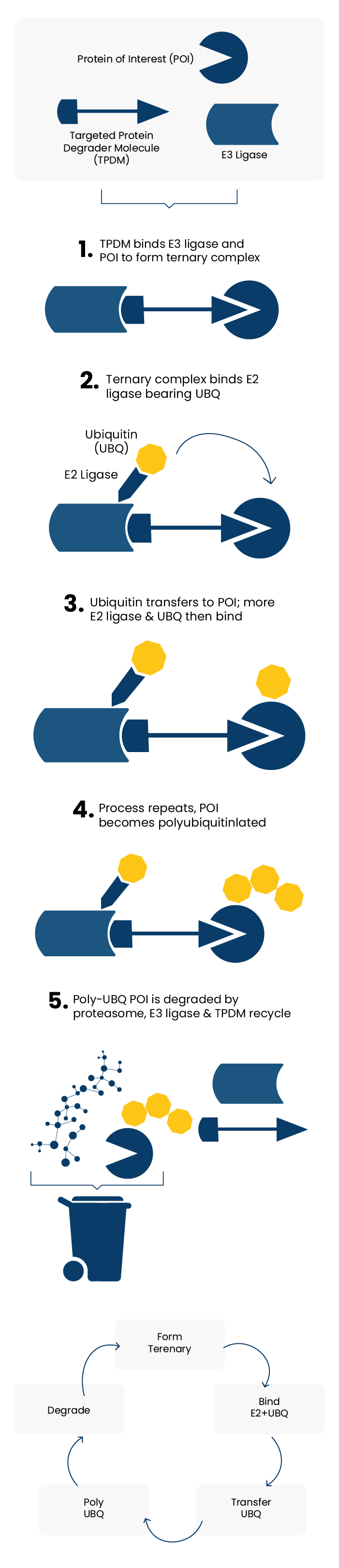 Targeted Protein Degradation (TPD) figure 1