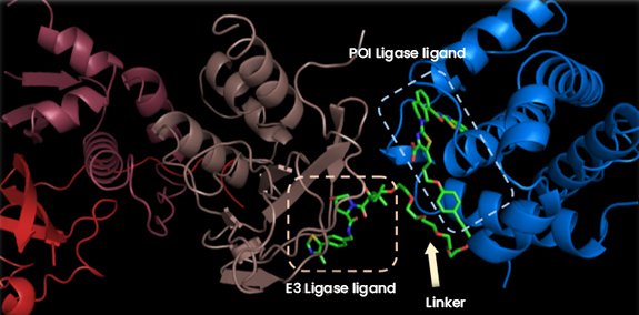 Targeted Protein Degradation (TPD)
